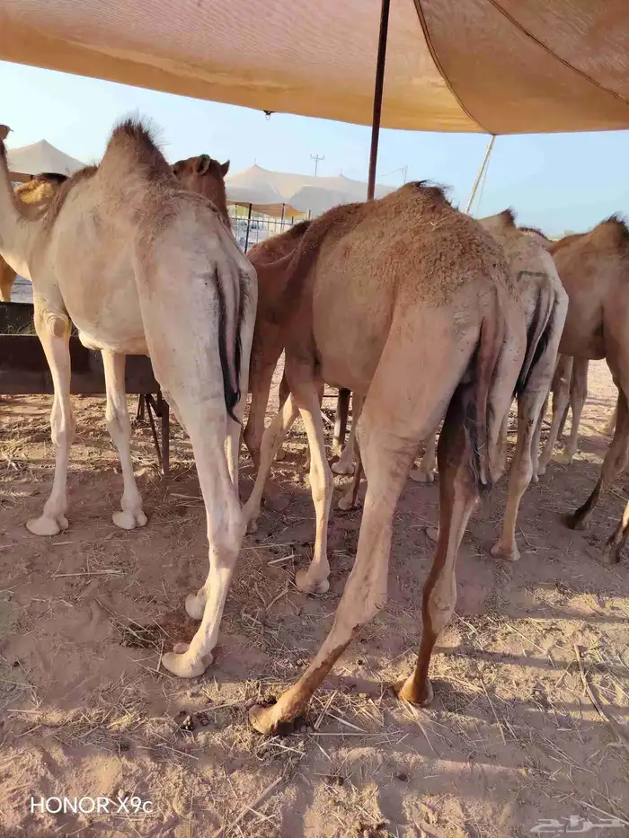 اللي ينتظر القعدان الصومالية الطيبة يشوف الإعلان ولا يتأخر 2