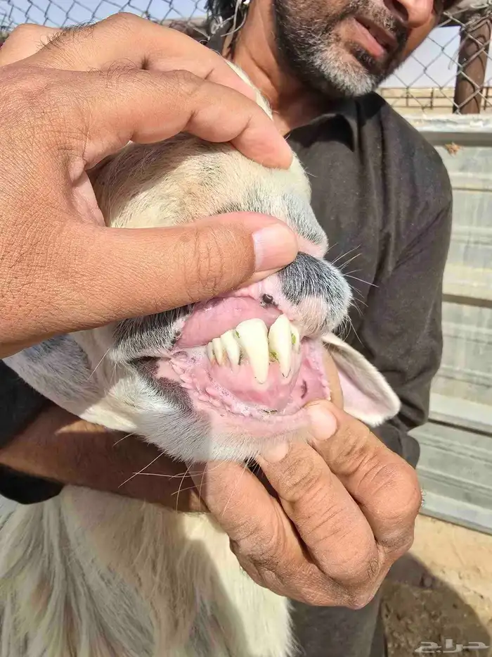 فحل نجدي صنف فاخر 4