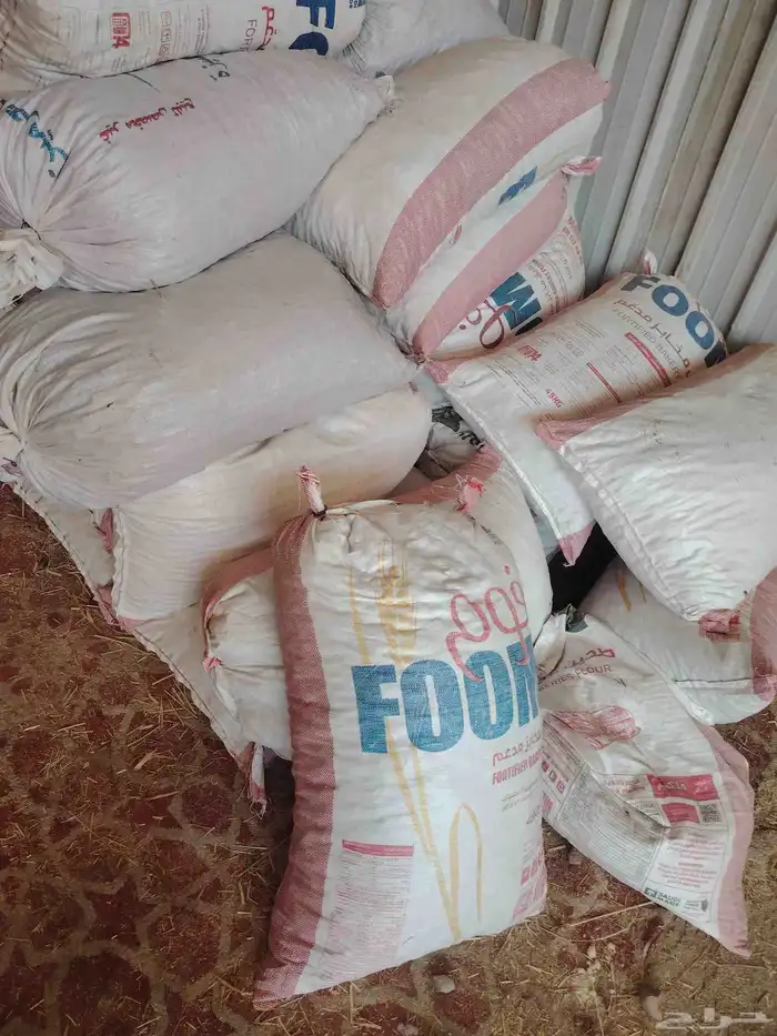 تمر حلال في المدينة المنورة 0