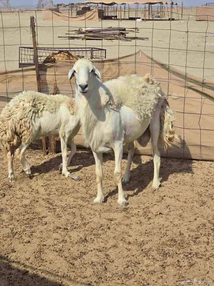 فحل 4