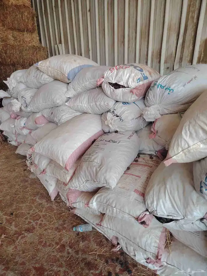 تمر حلال في المدينة المنورة 1