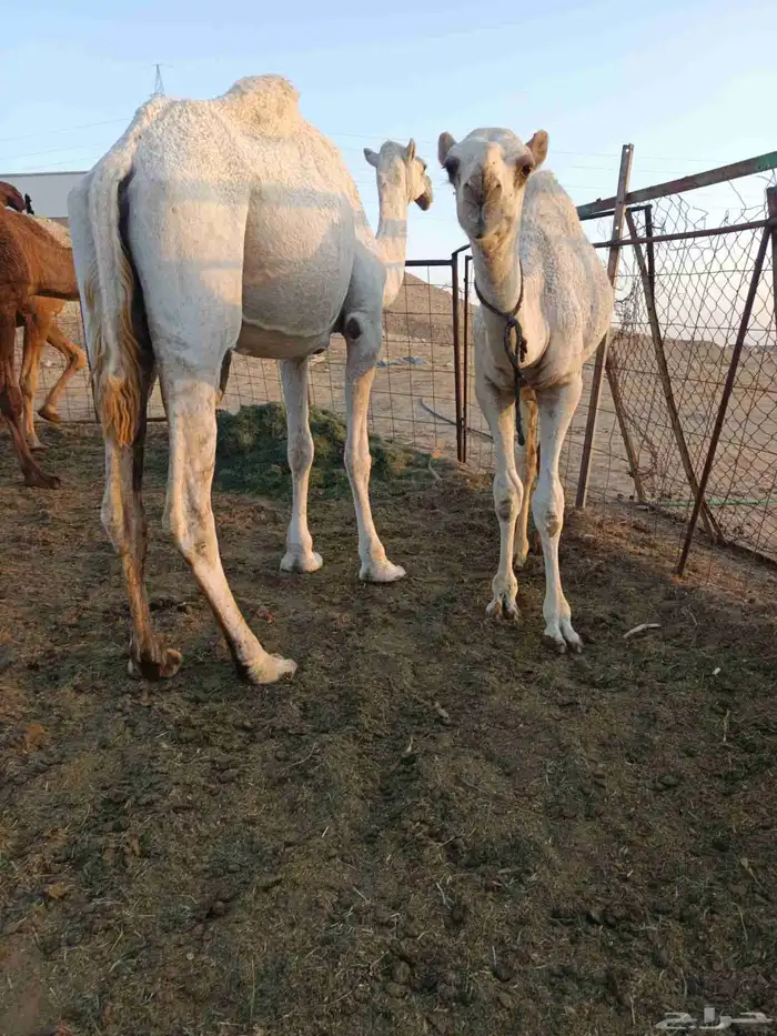 بكره ثنيه هديه معها قعود 2