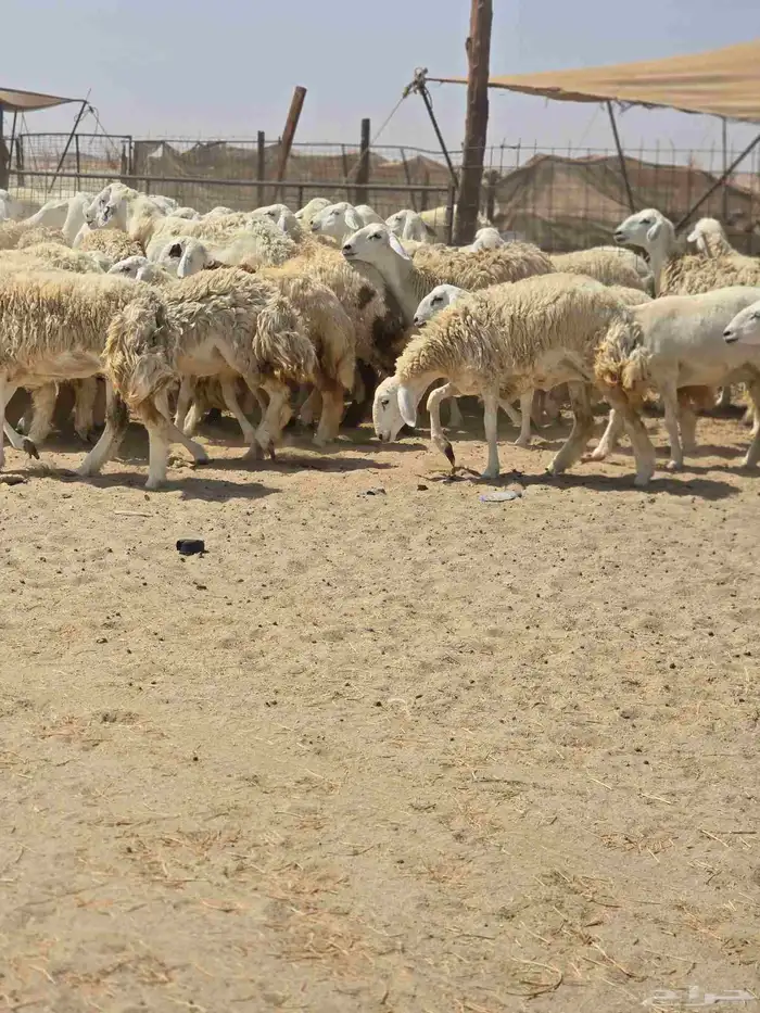 رخال حريه حرش 6