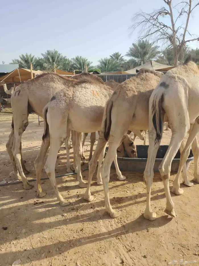قعدان صوماليه متميزه 3