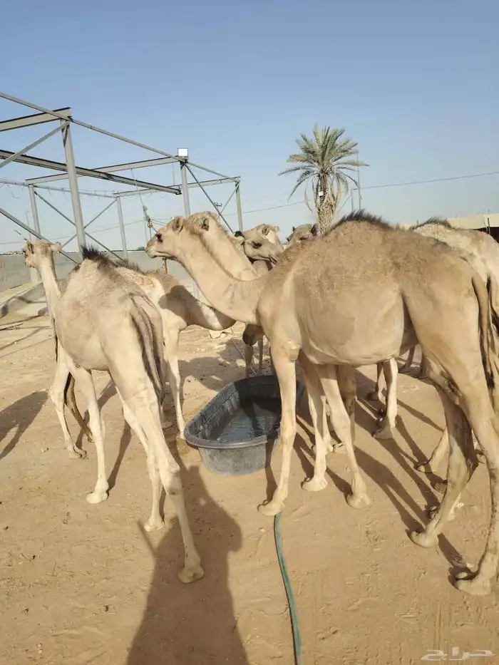 قعدان صوماليه متميزه 2