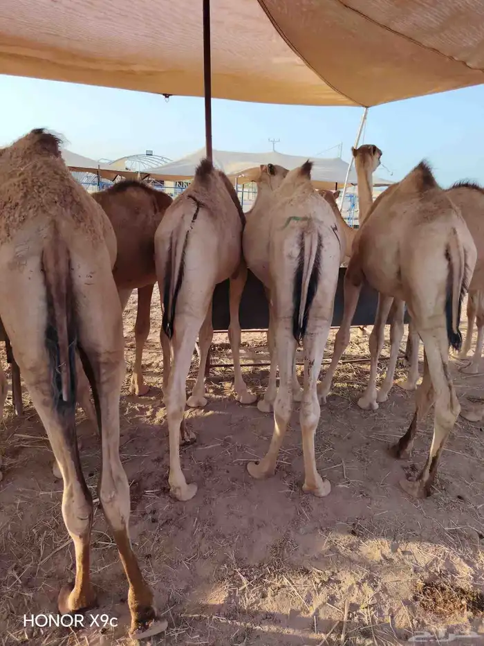 اللي ينتظر القعدان الصومالية الطيبة يشوف الإعلان ولا يتأخر 5