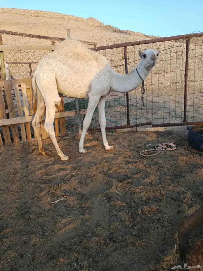 بكره ثنيه هديه معها قعود 0
