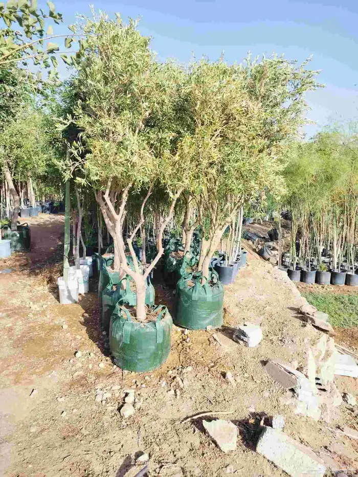 يوجد لدينا جميع انواع الشجاربسعر المناسب 7