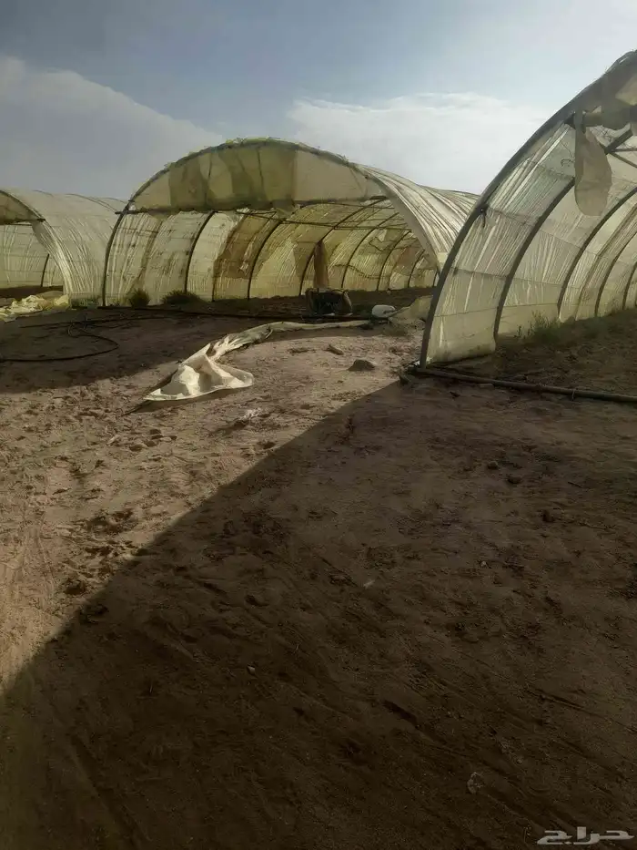 نريد 5الف شتله صواني طماطم. محمي ف القريب العاجل خم 0