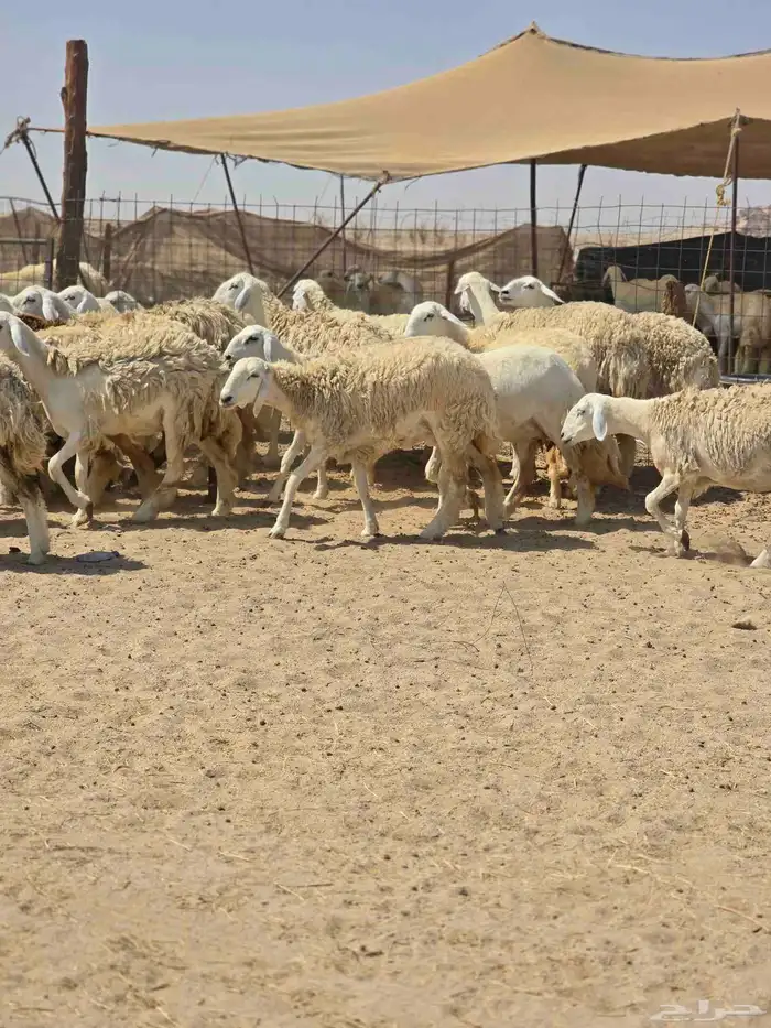 رخال حريه حرش 9