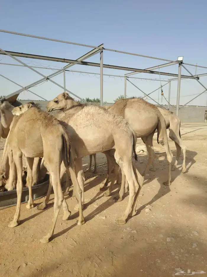 قعدان صوماليه متميزه 1