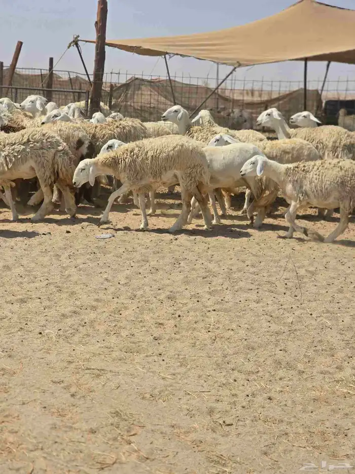 رخال حريه حرش 5