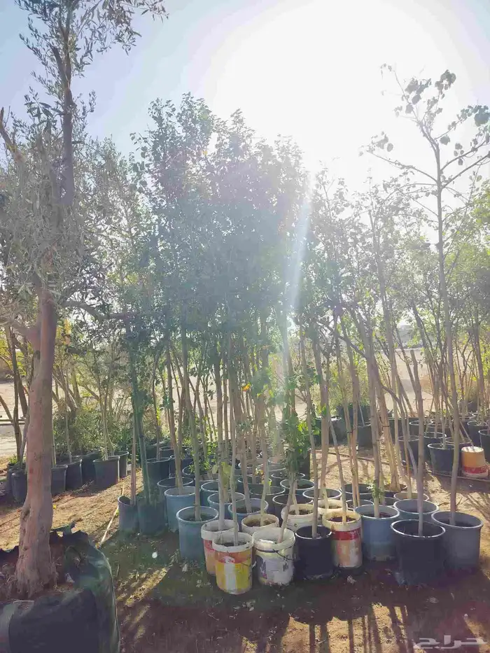 يوجد لدينا جميع انواع الشجاربسعر المناسب 3