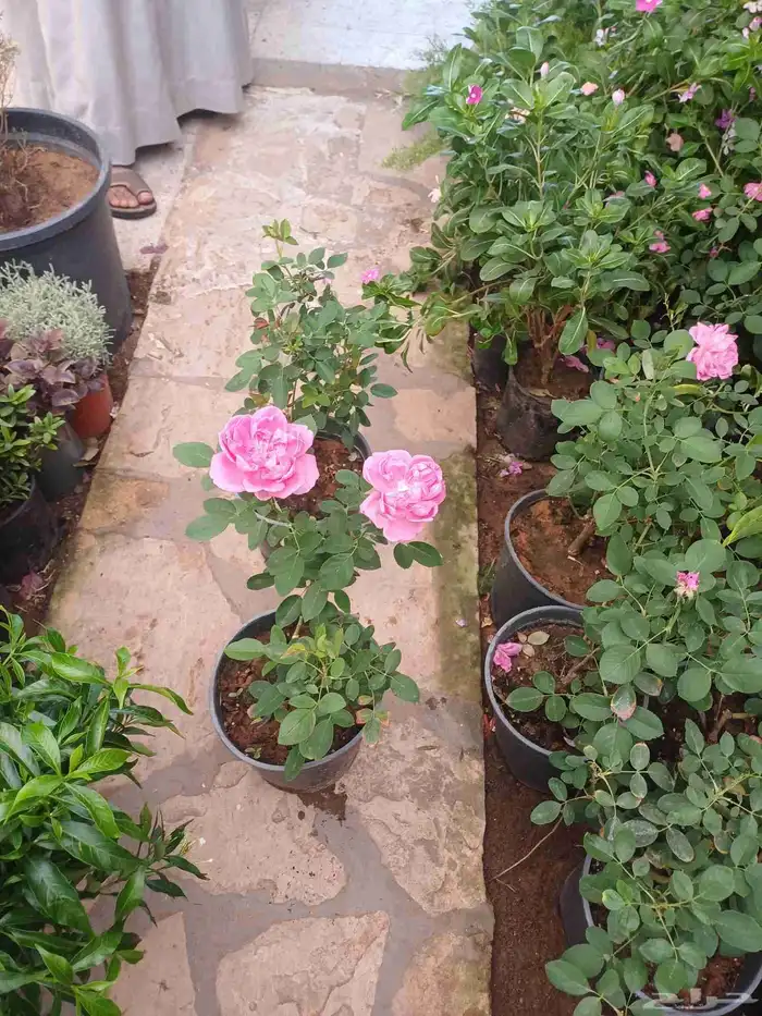 مزارع للحدائق الفلل والاستراحات في شمال الرياض 33