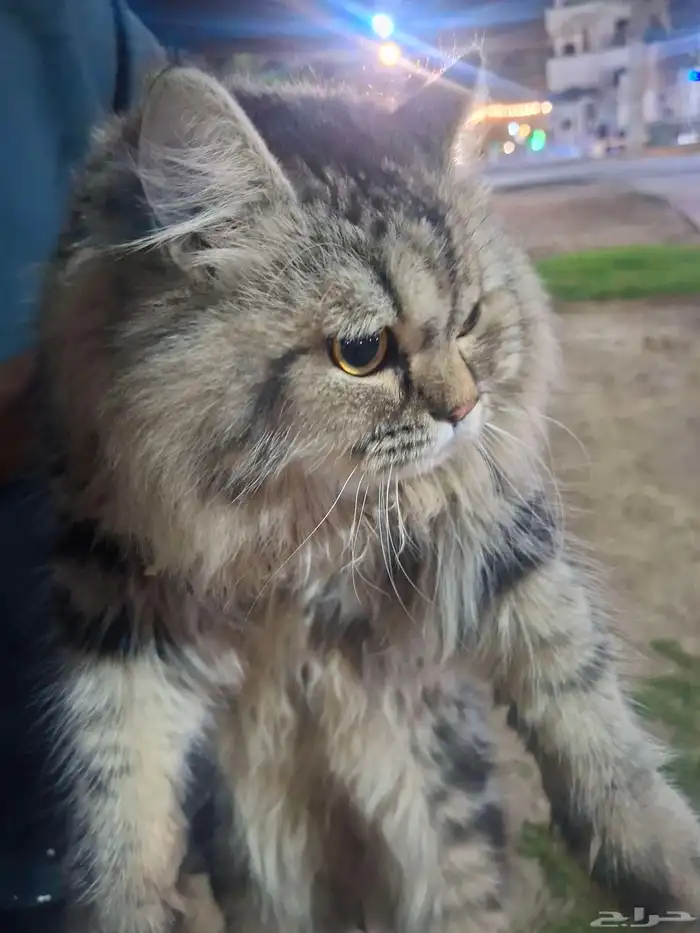 قط لطيف ضائع او متخلى عنه 1