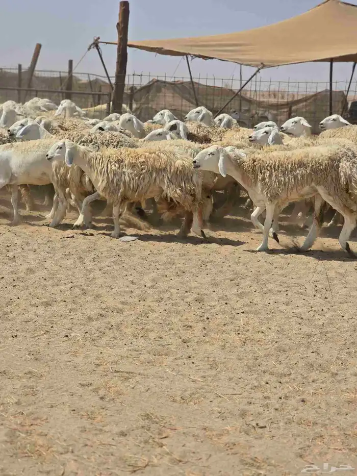رخال حريه حرش 4