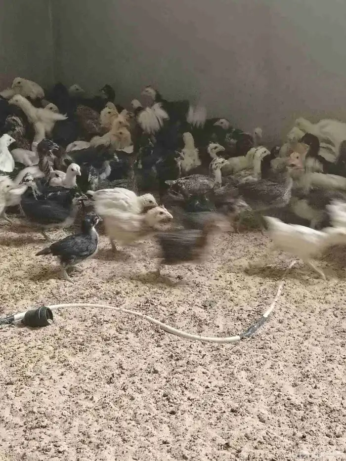 للبيع صوص بلدي 5