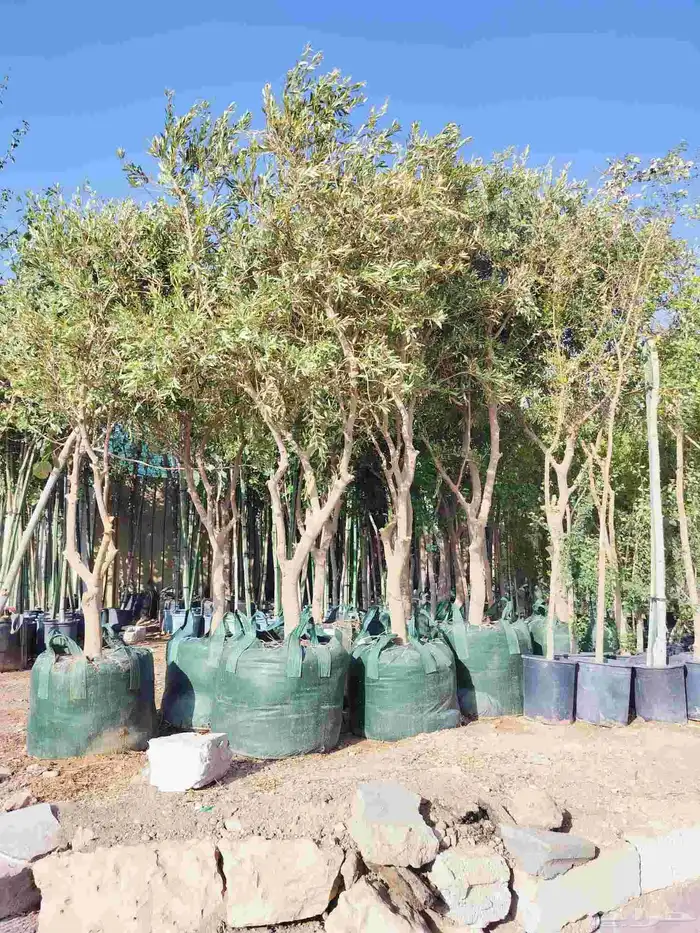 يوجد لدينا جميع انواع الشجاربسعر المناسب 6