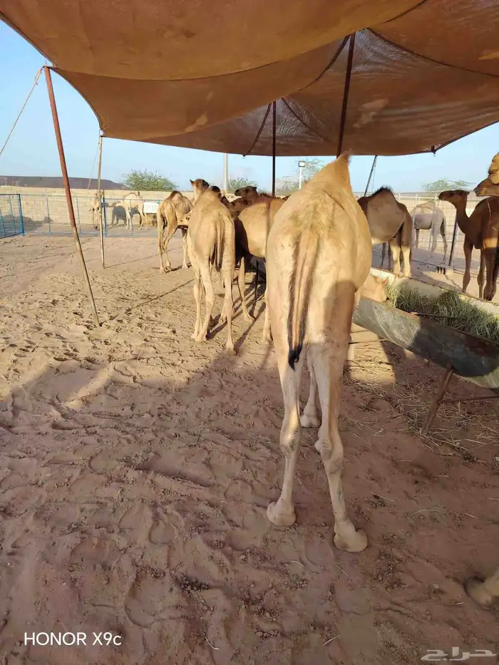 اللي ينتظر القعدان الصومالية الطيبة يشوف الإعلان ولا يتأخر 4