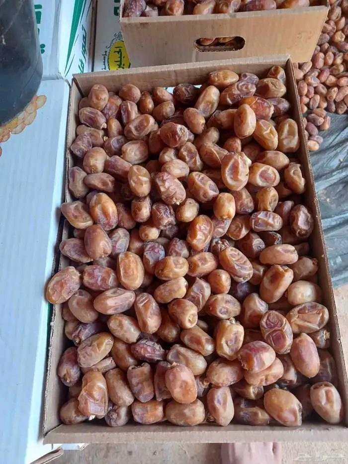للبيع تمر خلاص جداد محصول جديد حق السنه 1447ه نظيف 1