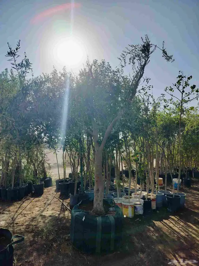 يوجد لدينا جميع انواع الشجاربسعر المناسب 2