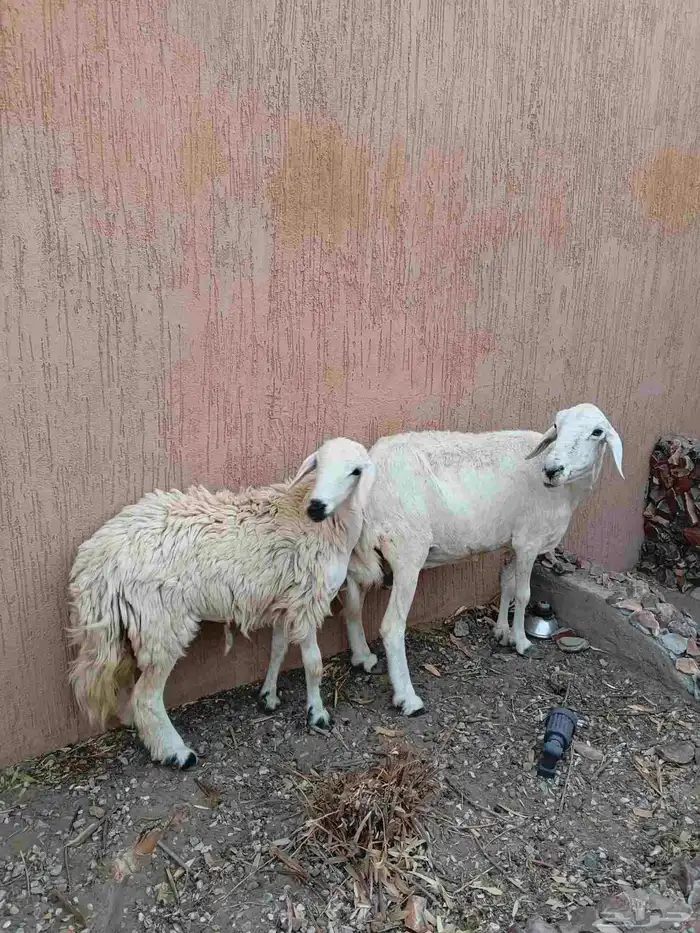 نعجه حريه يتبعها رخل دفيع 1
