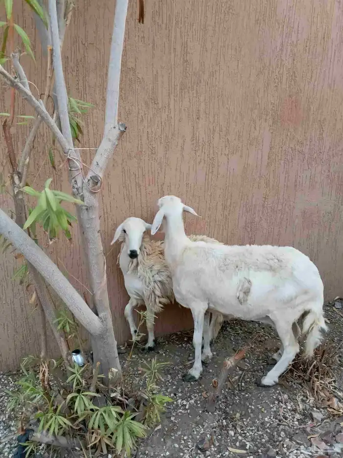 نعجه حريه يتبعها رخل دفيع 4
