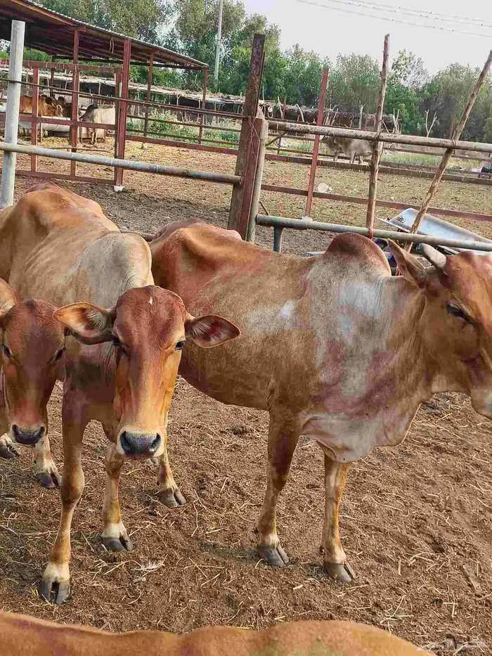 معانا بقر بلدي مناتيج وخبيش وبقر قروب 0