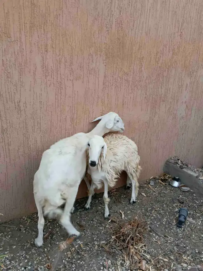 نعجه حريه يتبعها رخل دفيع 0