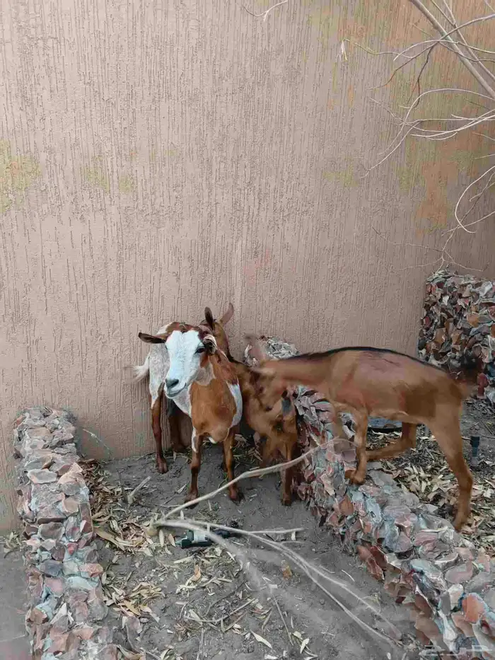 عنز محايليه متاومه جفرتين 1