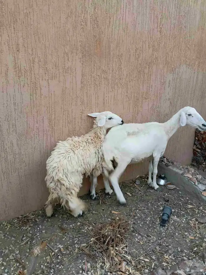 نعجه حريه يتبعها رخل دفيع 2