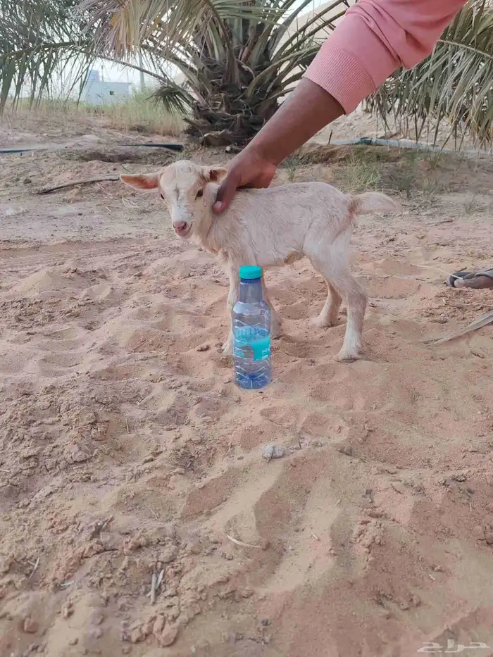 عنز قزمي 8