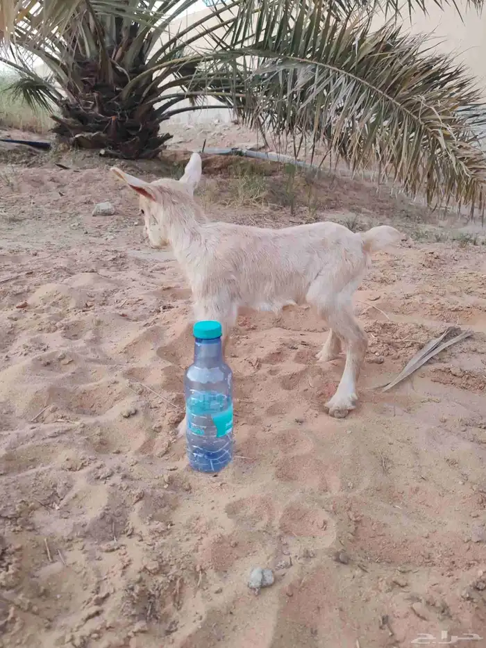 عنز قزمي 4