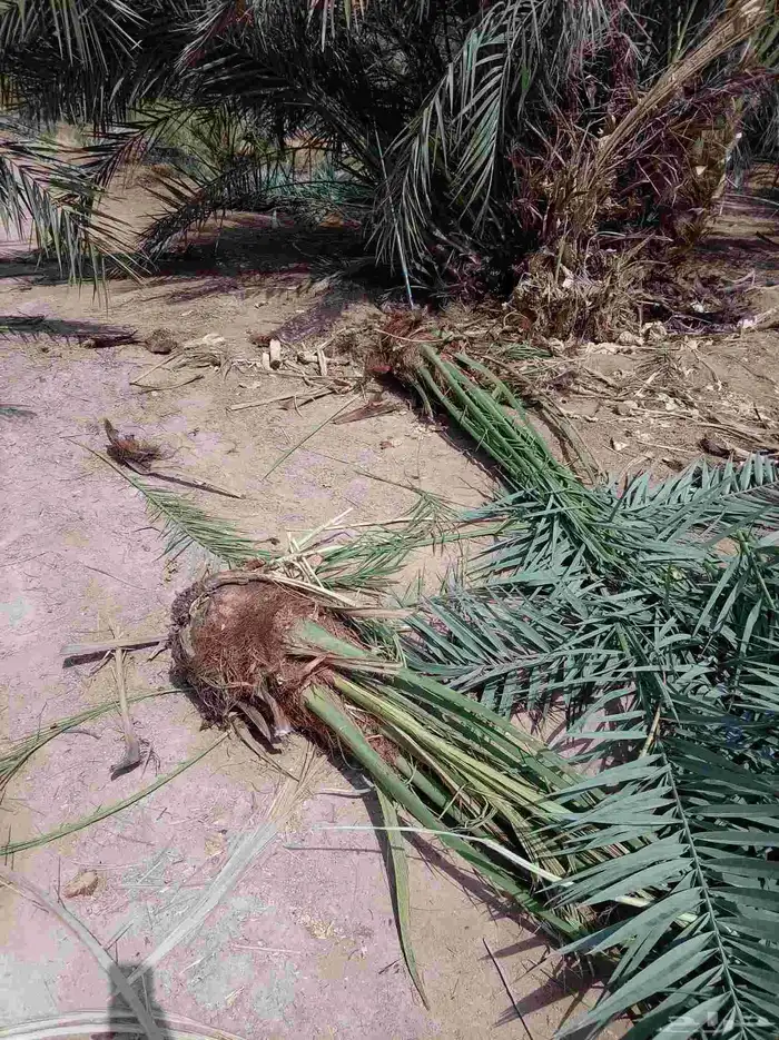 فسايل نخل نوايع برحي خلاص صقعي مجدول ونان 1