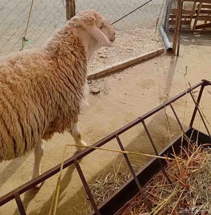 فحل حري صنف 3