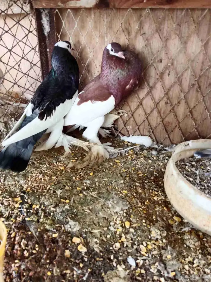 نفاخ مسوبع 2