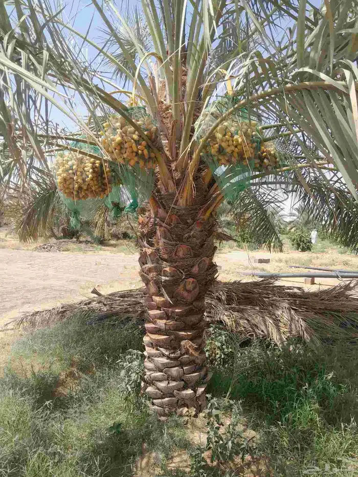 يوجد لدينا نخل سكري وبرحي 0