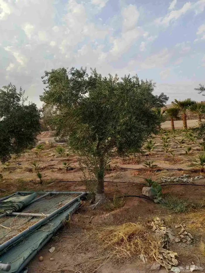 شجر الزيتون شجر السدر 2