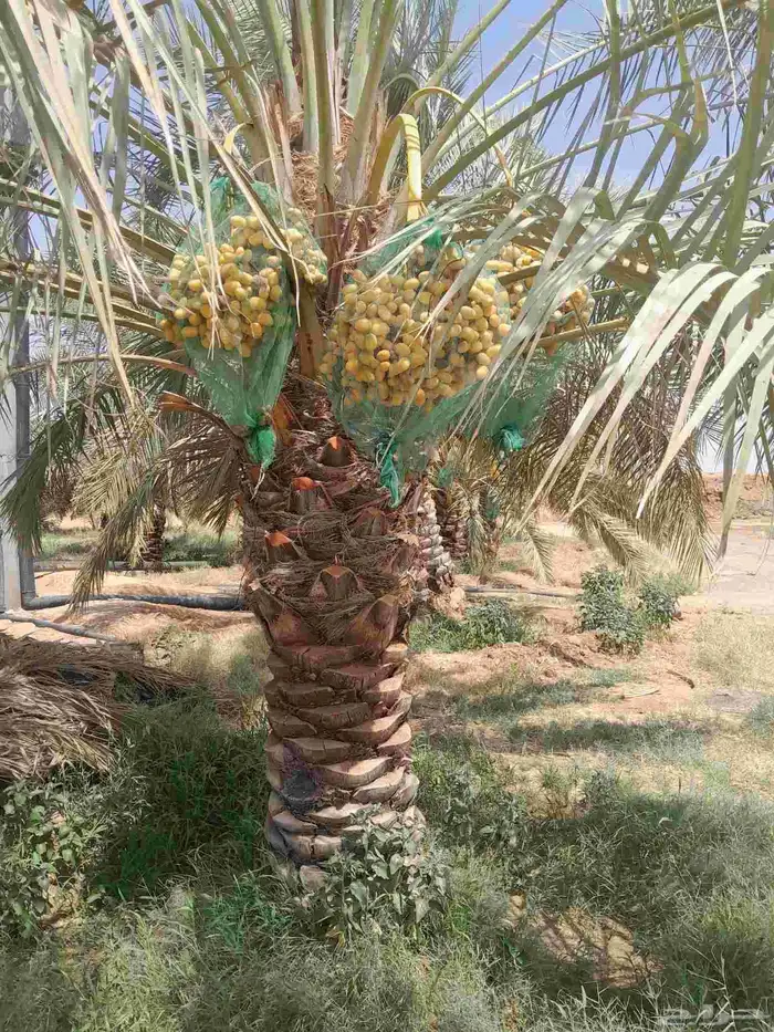 يوجد لدينا نخل سكري وبرحي 1