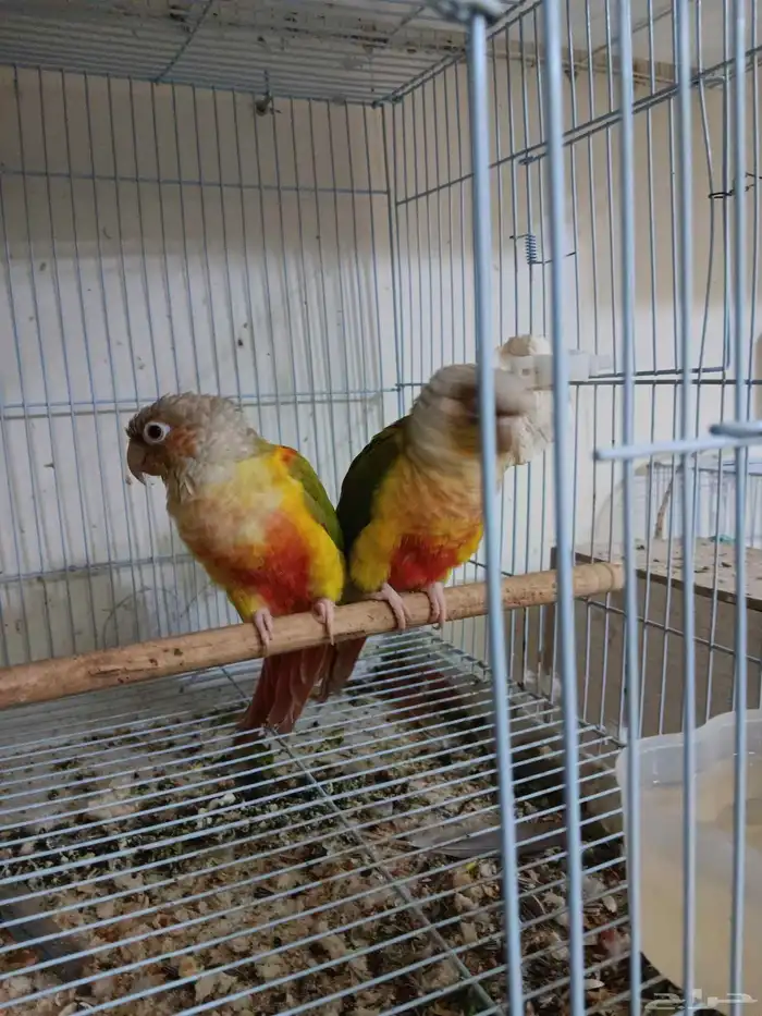 جوز كنيور أناناس للبيع 5