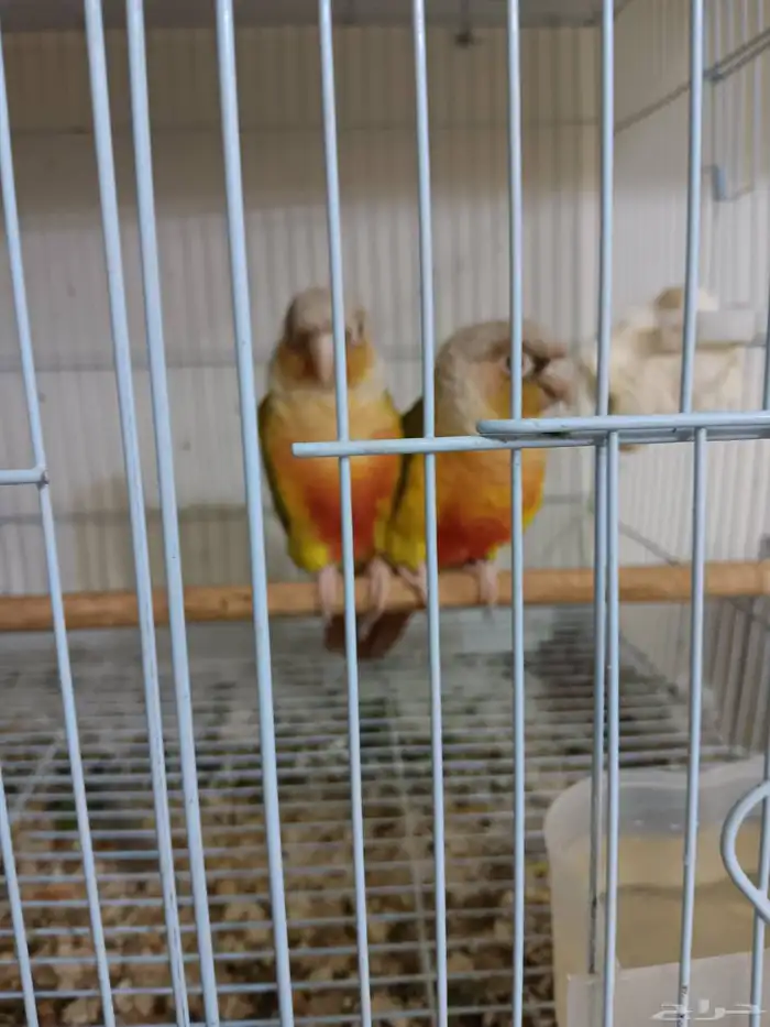 جوز كنيور أناناس للبيع 0