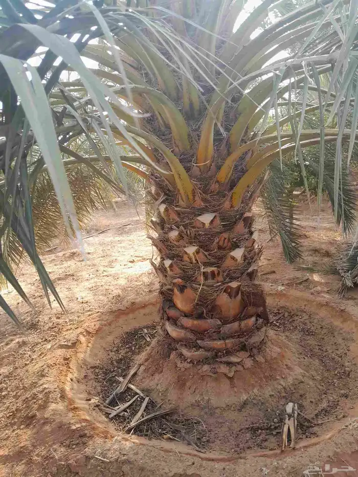 يوجد لدينا نخل سكري وبرحي 4