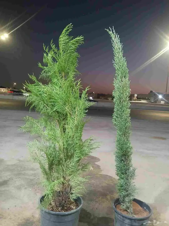 سرو ايطالى 0