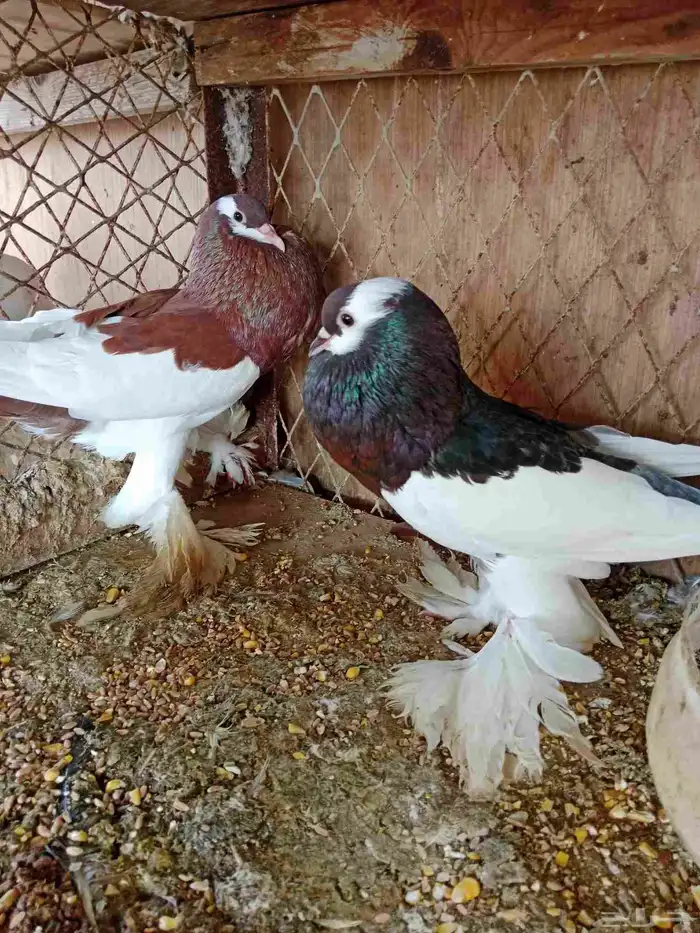 نفاخ مسوبع 0