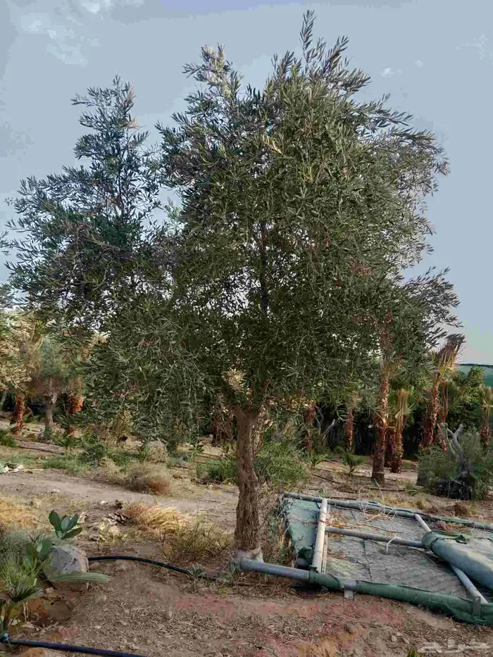 شجر الزيتون شجر السدر 3