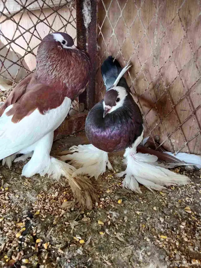 نفاخ مسوبع 1
