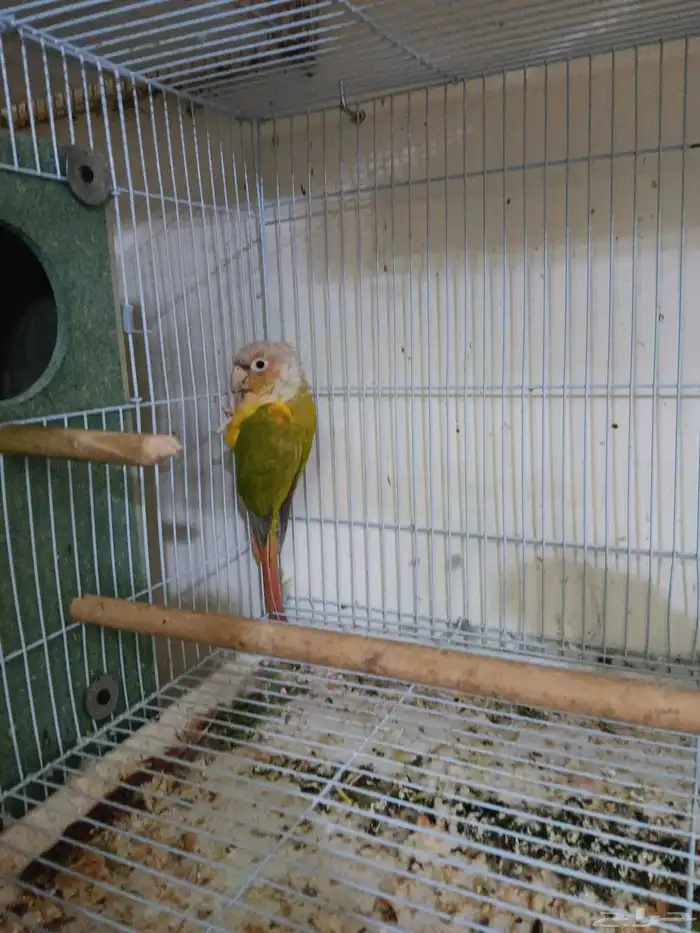 جوز كنيور أناناس للبيع 4