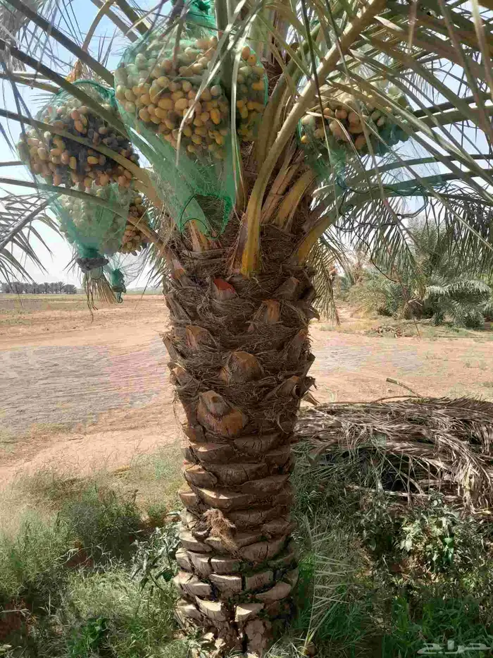 يوجد لدينا نخل سكري وبرحي 2