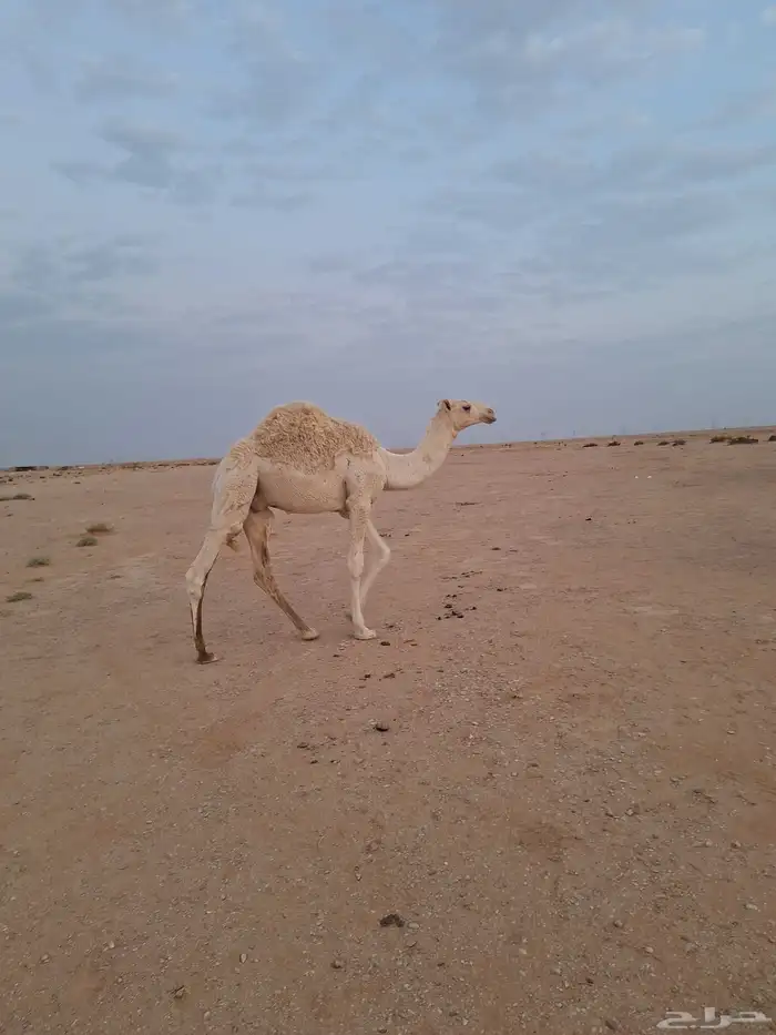 قعود اوضح مفرود 0