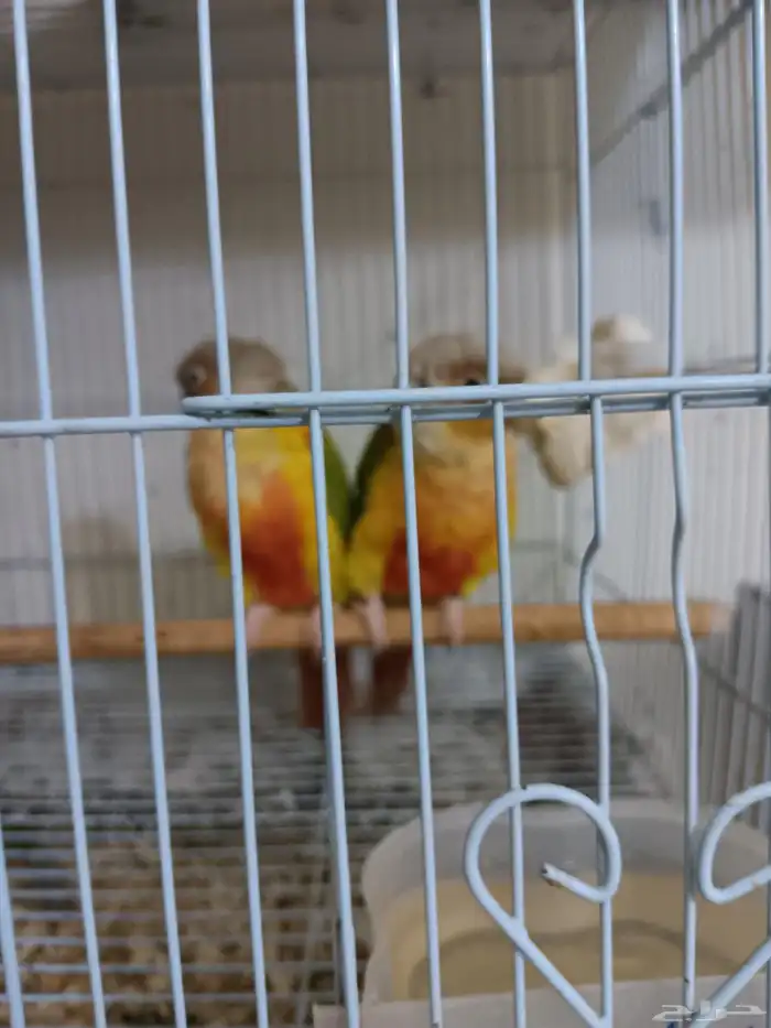 جوز كنيور أناناس للبيع 3